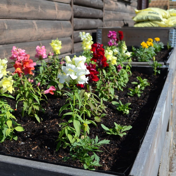 Colourful flowers in garden planters