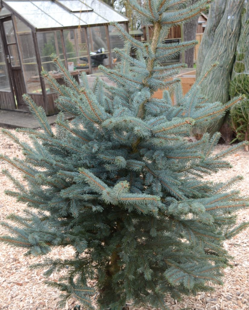 How long do real Christmas trees last?