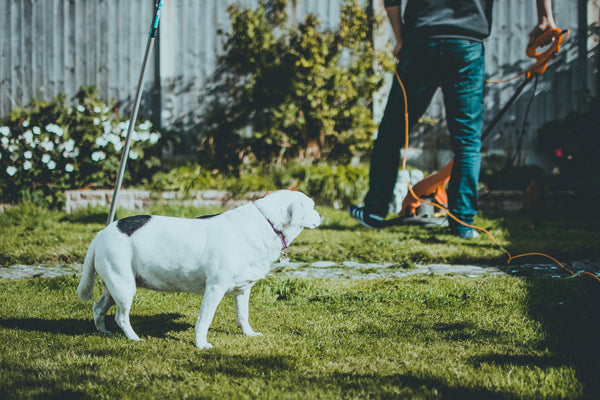 How to make your garden pet friendly