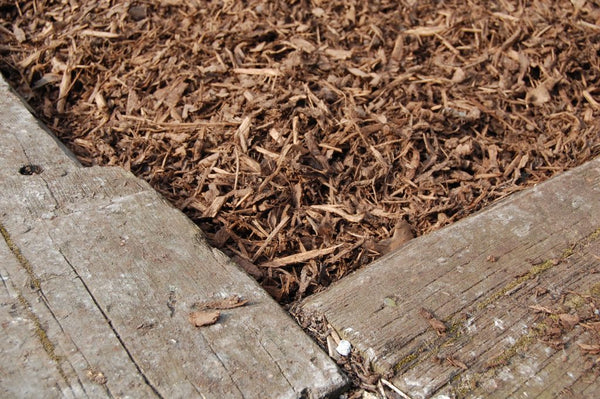 groundcover
