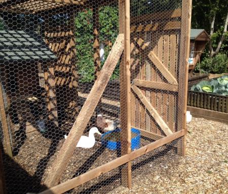 Wooden animal shelter - duck coop